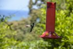 Hummingbirds hang out in front of the main deck 